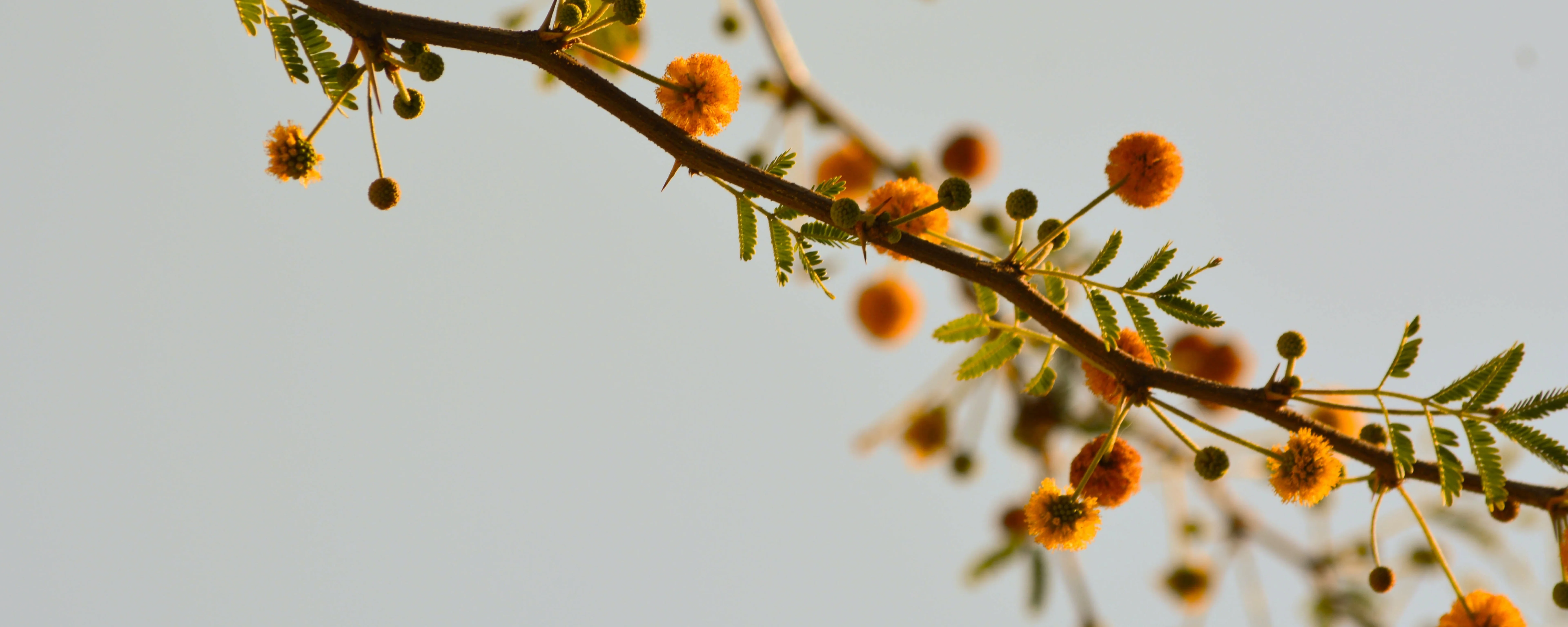 fleurs